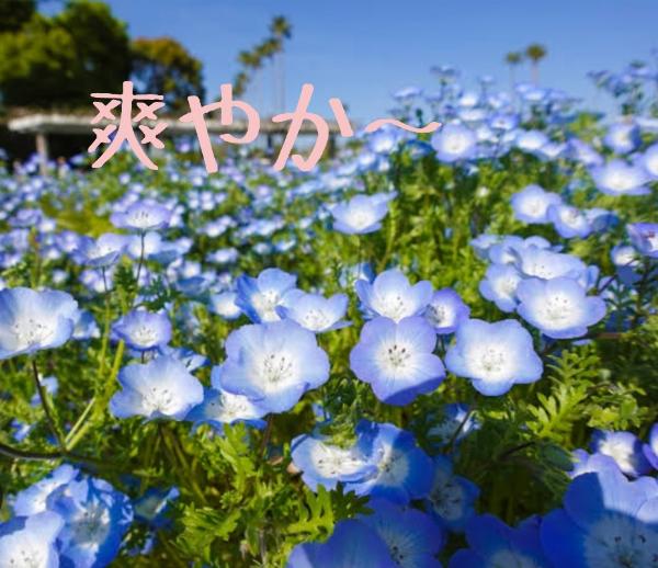 アン