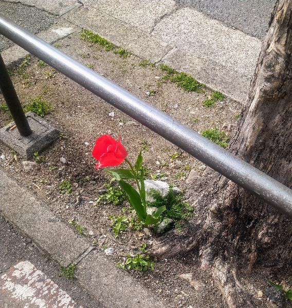 ちなみ