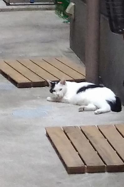 ちなみ